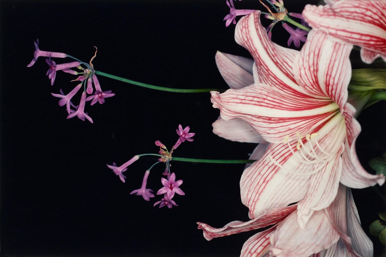 araki-flower1