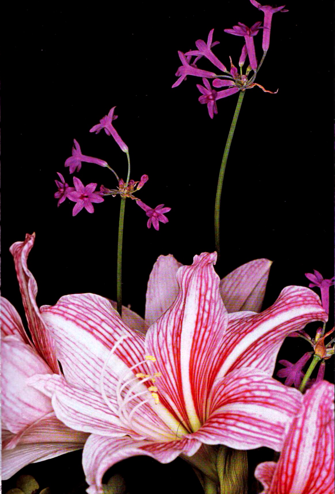 flower-photography-nobuyoshi-araki-untitled-from-flowers-1990