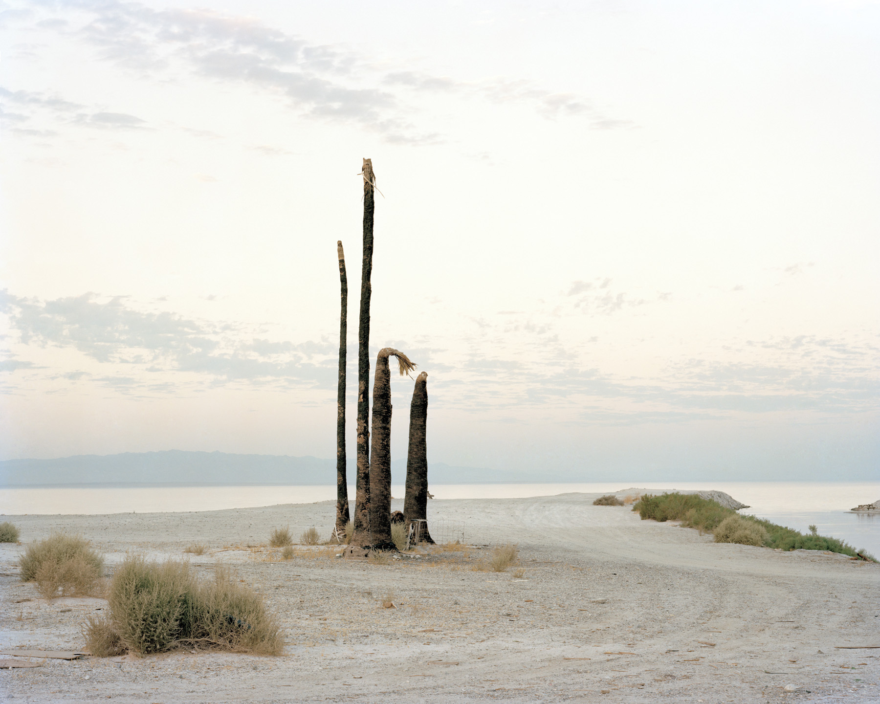 palmtree_1 001