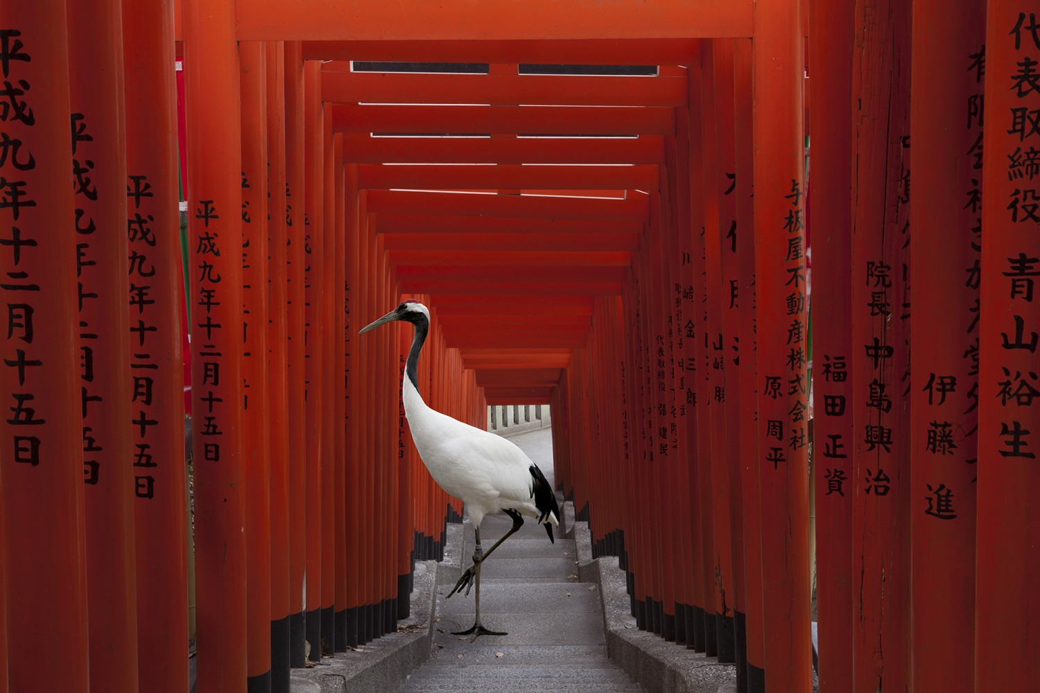 karen-knorr-Hei-Tori-brighter-eye