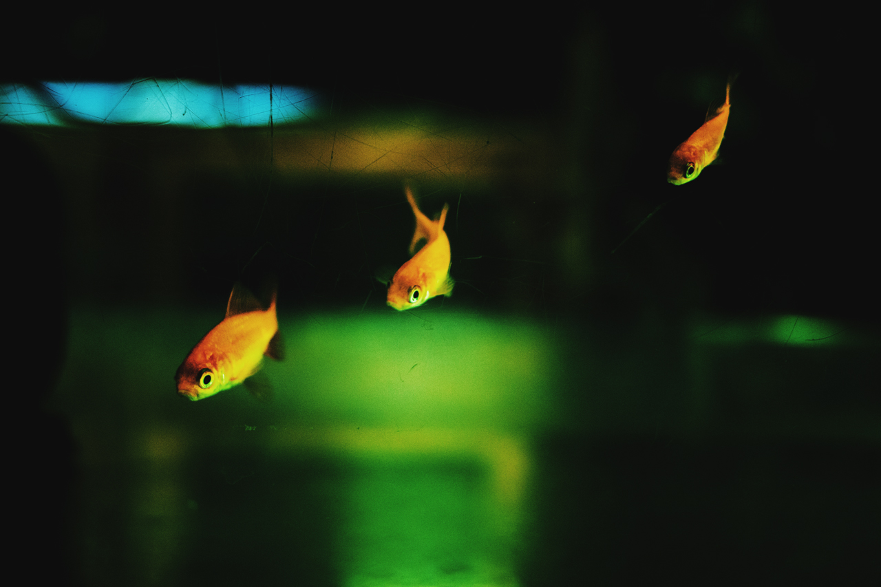 AIZAWA YOSHIKAZU-fish