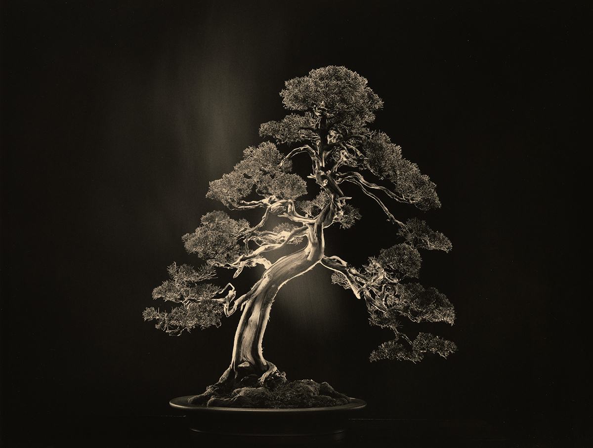 Microcosmes, Yamamoto Masao