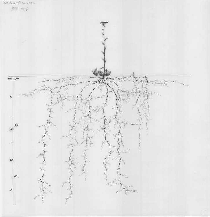 Atlas des racines